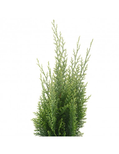 CHAMAECYPARIS LAWSONIANA WHITE SPOT Diametro vaso 17 Cm