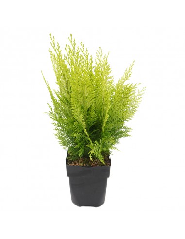 CHAMAECYPARIS LAWSONIANA IVONNE Diametro vaso 17 cm