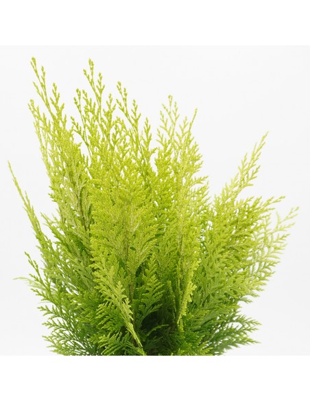CHAMAECYPARIS LAWSONIANA IVONNE Diametro vaso 17 cm