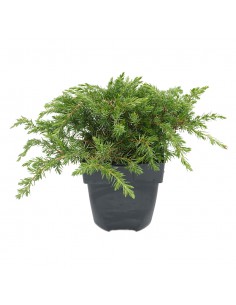 JUNIPERUS CONFERTA BLUE PACIFIC Diametro vaso 17 cm