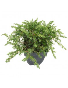 JUNIPERUS CONFERTA BLUE PACIFIC Diametro vaso 17 cm 2
