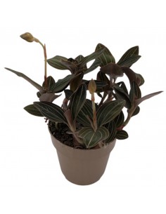 LUDISIA DISCOLOR "ORCHIDEA GIOIELLO" diam vaso cm 12