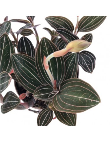 LUDISIA DISCOLOR "ORCHIDEA GIOIELLO" diam vaso cm 12