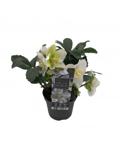HELLEBORUS NIGER "CHRISTMAS CAROL" diam. vaso 9 cm