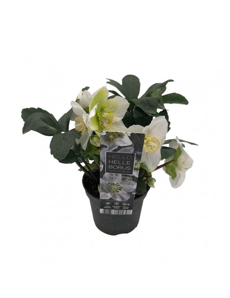 HELLEBORUS NIGER "CHRISTMAS CAROL" diam. vaso 9 cm
