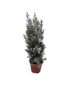 CHAMAECYPARIS LAWSONIANA ELLWOODII "WITH SNOW"