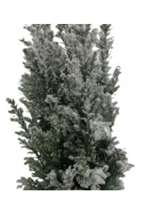 CHAMAECYPARIS LAWSONIANA ELLWOODII "WITH SNOW" 2