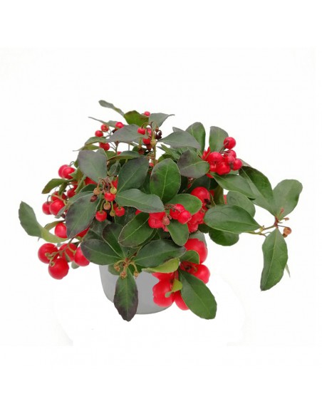 GAULTHERIA PROCUMBENS "BIG BERRY" diam. vaso 12 cm