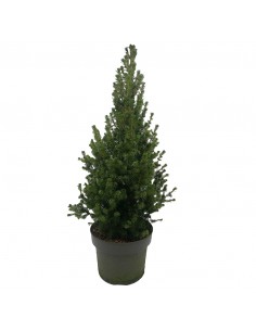 PICEA GLAUCA CONICA sempreverde diametro vaso cm 17