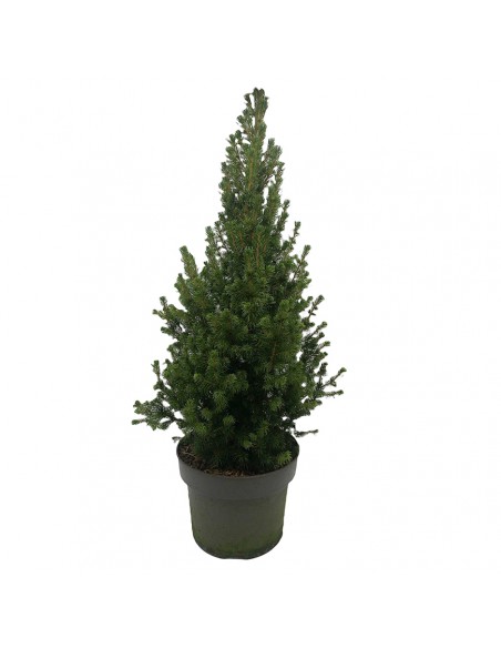 PICEA GLAUCA CONICA sempreverde diametro vaso cm 17