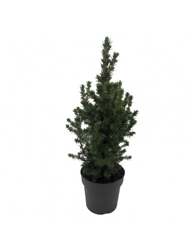 PICEA GLAUCA CONICA diametro vaso cm 23