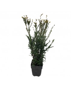 TAXUS MEDIA GROENLAND diametro vaso cm 17