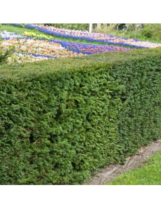 TAXUS MEDIA GROENLAND diametro vaso cm 17 2