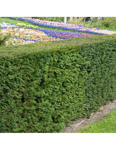 TAXUS MEDIA GROENLAND diametro vaso cm 17