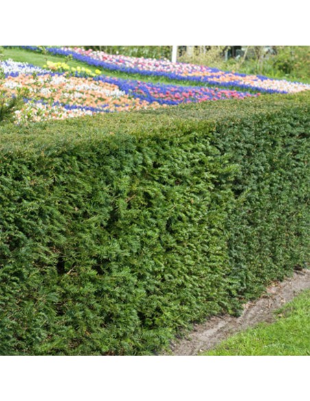 TAXUS MEDIA GROENLAND diametro vaso cm 17