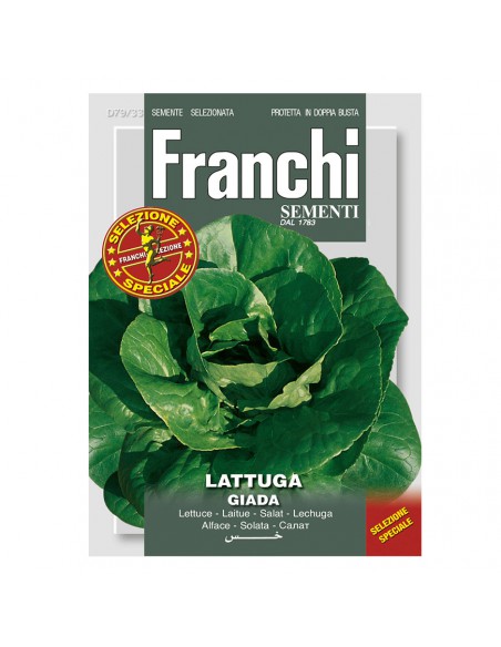 SEMI DI LATTUGA GIADA crescita vigorosa e foglie croccanti