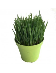 ERBA GATTA diametro vaso 14 cm