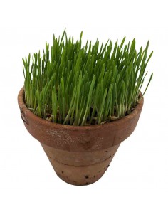 ERBA GATTA diametro vaso 14 cm 2