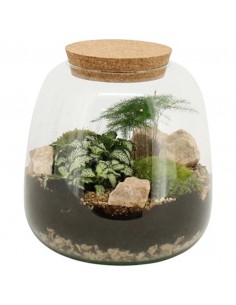 TERRARIO PIANTE MIX IN VASO VETRO DIAMETRO 19 CM