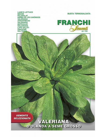 SEMI DI VALERIANA D'OLANDA SEME GROSSO Foglie tenere