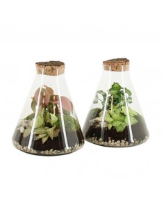 COMPOSIZIONE PIANTE IN CIOTOLA VASO VETRO
