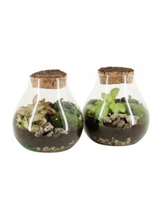 COMPOSIZIONE PIANTE MIX IN CIOTOLA VASO VETRO DIAMETRO 17 CM ALTEZZA 20 CM