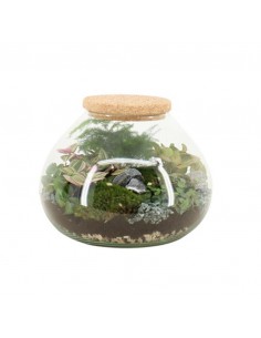 COMPOSIZIONE PIANTE MIX IN CIOTOLA VASO 905 VETRO DIAMETRO 25 CM ALTEZZA 20 CM