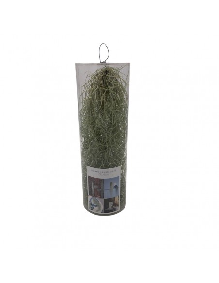 TILLANDSIA