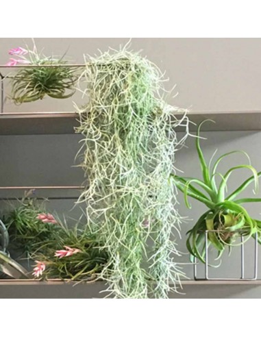 TILLANDSIA Pianta dell'Aria splendida epifita