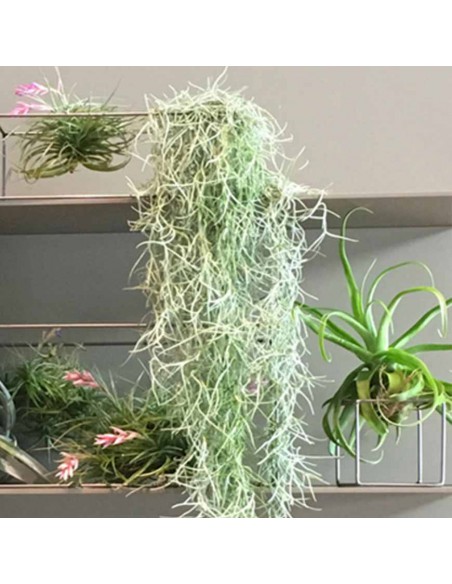 TILLANDSIA