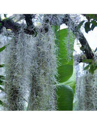 TILLANDSIA Pianta dell'Aria splendida epifita