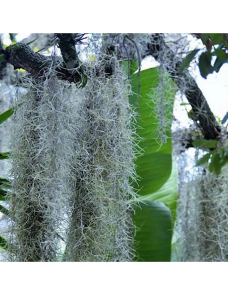 TILLANDSIA