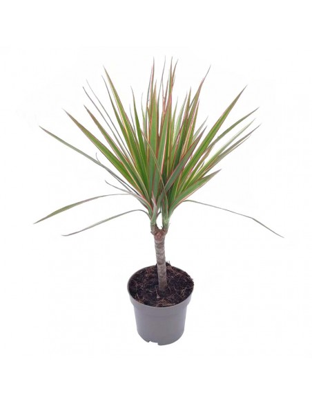 DRACAENA MARGINATA 'BICOLOR' diametro vaso 11 cm