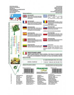 SEMI BASILICO ITALIANO GENOVESE 2