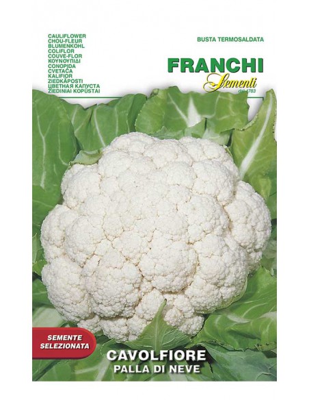 SEMI DI CAVOLFIORE PALLA DI NEVE Crescita rapida.