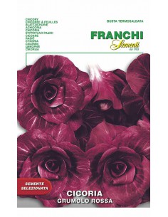 SEMI CICORIA GRUMOLO ROSSA