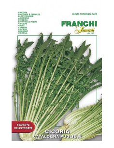SEMI CICORIA CATALOGNA PUGLIESE