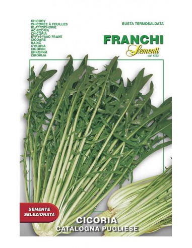 SEMI CICORIA CATALOGNA PUGLIESE