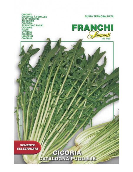 SEMI CICORIA CATALOGNA PUGLIESE