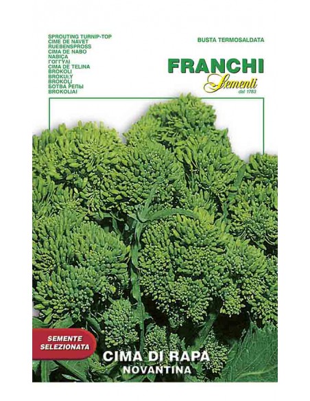 SEMI DI CIMA DI RAPA 90 GIORNI raccolto abbondante