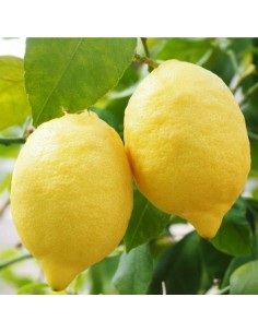 AGRUMI	LIMONE diametro vaso 20 ALBERELLO h 90 cm