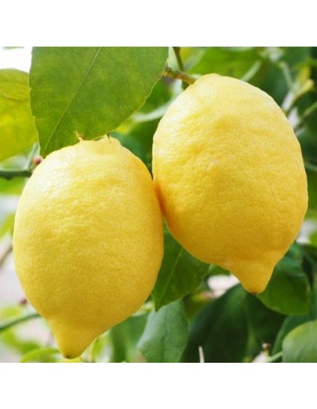 AGRUMI	LIMONE diametro vaso 20 ALBERELLO h 90 cm