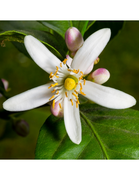 AGRUMI	LIMONE diametro vaso 20 ALBERELLO h 90 cm