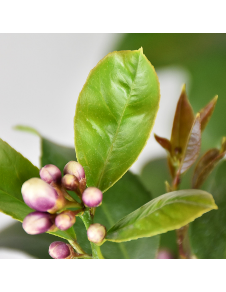 AGRUMI	LIMONE diametro vaso 20 ALBERELLO h 90 cm