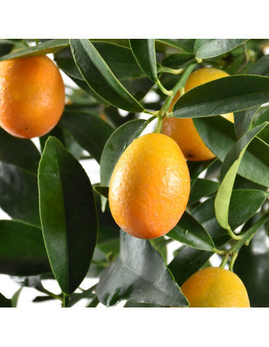 AGRUMI KUMQUAT diametro vaso 20 CESPUGLIO h 90 cm