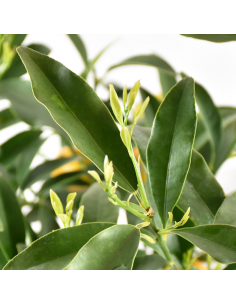 AGRUMI KUMQUAT diametro vaso 20 CESPUGLIO h 90 cm 2