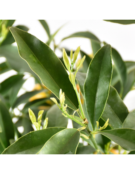 AGRUMI KUMQUAT diametro vaso 20 CESPUGLIO h 90 cm