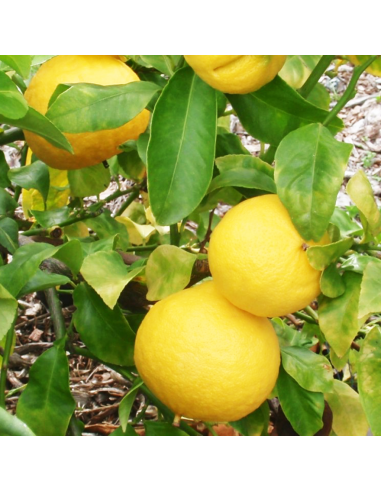 AGRUMI BERGAMOTTO diametro vaso 20 CESPUGLIO h 90 cm