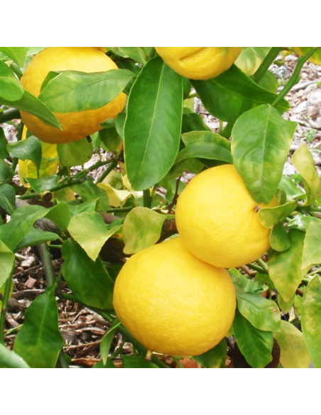 AGRUMI BERGAMOTTO diametro vaso 20 CESPUGLIO h 90 cm