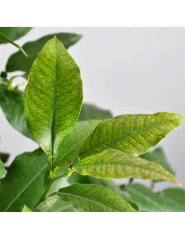 AGRUMI BERGAMOTTO diametro vaso 20 CESPUGLIO h 90 cm